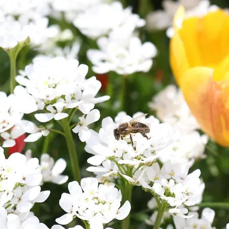 Casa Carielda * Pembes